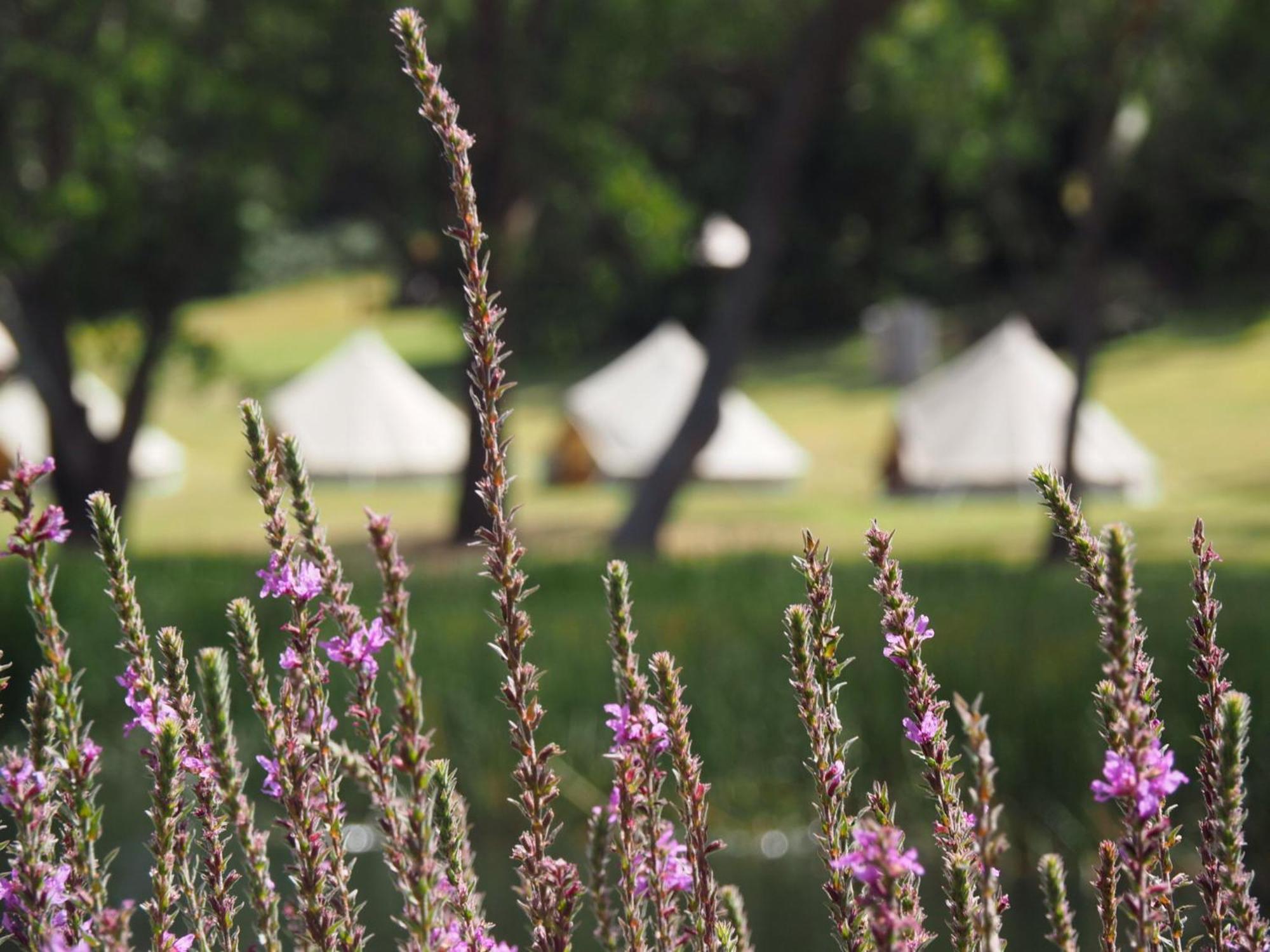 Iluka Retreat Glamping Village Red Hill South Buitenkant foto